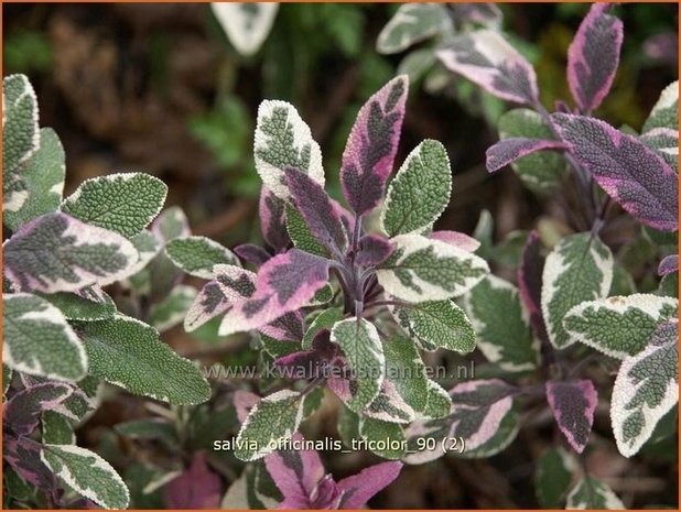 Salvia officinalis 'Tricolor' | Echte salie, Keukensalie, Salie, Salvia | Echter Salbei