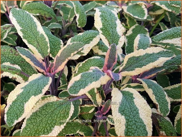 Salvia officinalis 'Tricolor' | Echte salie, Keukensalie, Salie, Salvia | Echter Salbei