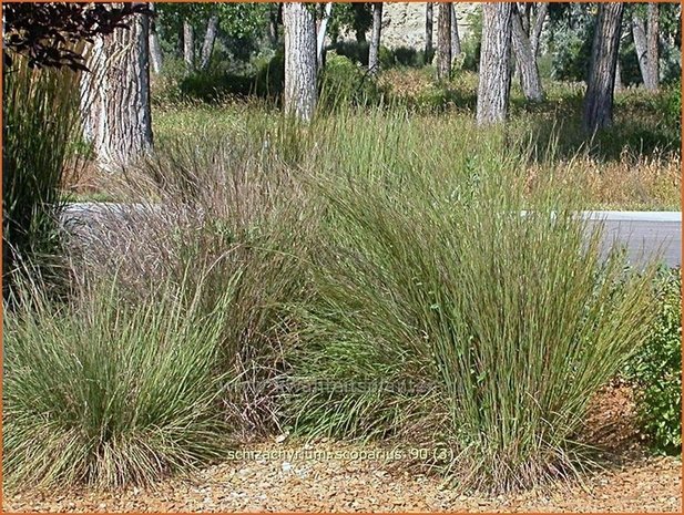 Schizachyrium scoparium | Klein prairiegras | Kleines Präriegras