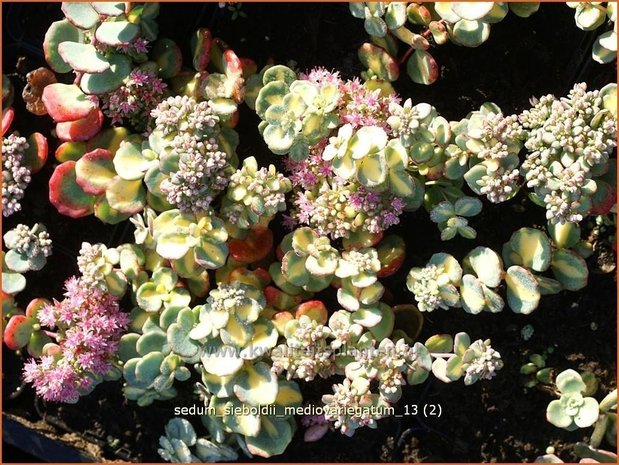 Sedum sieboldii 'Mediovariegatum' | Vetkruid | Oktober-Fettblatt