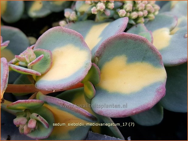 Sedum sieboldii 'Mediovariegatum' | Vetkruid | Oktober-Fettblatt