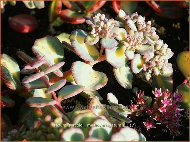 Sedum sieboldii 'Mediovariegatum' | Vetkruid | Oktober-Fettblatt