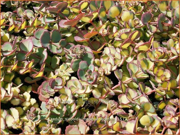 Sedum sieboldii 'Mediovariegatum' | Vetkruid | Oktober-Fettblatt