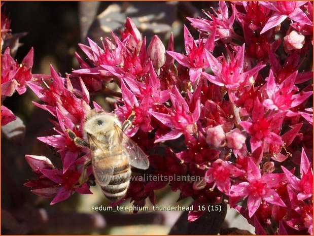 Sedum telephium 'Thunderhead' | Hemelsleutel, Vetkruid | Grosse Fetthenne