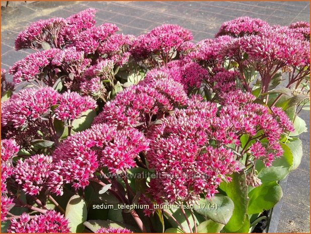 Sedum telephium 'Thunderhead' | Hemelsleutel, Vetkruid | Grosse Fetthenne