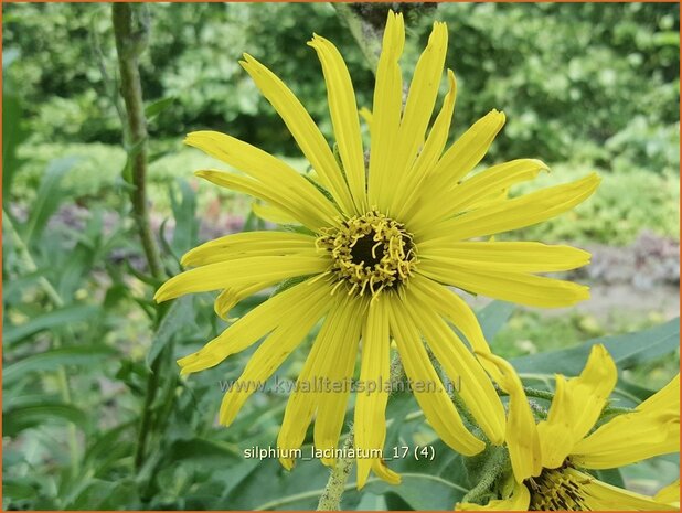 Silphium laciniatum | Kompasplant, Zonnekroon | Geschlitztblättrige Kompaßpflanze | Compass Plant