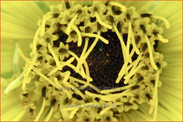 Silphium laciniatum | Kompasplant, Zonnekroon | Geschlitztblättrige Kompaßpflanze