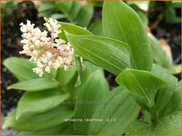 Smilacina racemosa | Valse salomonszegel, Troslelietje | Traubiges Duftsiegel