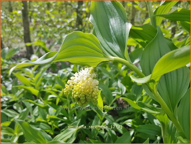 Smilacina racemosa | Valse salomonszegel, Troslelietje | Traubiges Duftsiegel