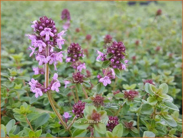 Thymus praecox | Kruiptijm, Tijm | Frühblühender Thymian