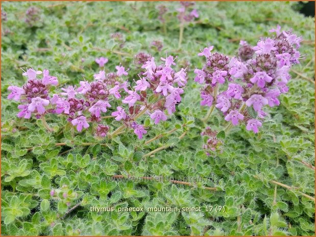 Thymus praecox 'Mountain Select' | Kruiptijm, Tijm | Frühblühender Thymian