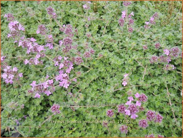 Thymus praecox 'Mountain Select' | Kruiptijm, Tijm | Frühblühender Thymian