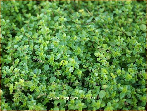 Thymus pulegioides 'Tabor' | Grote tijm, Tijm | Feld-Thymian