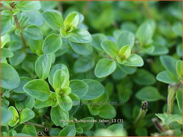 Thymus pulegioides 'Tabor' | Grote tijm, Tijm | Feld-Thymian