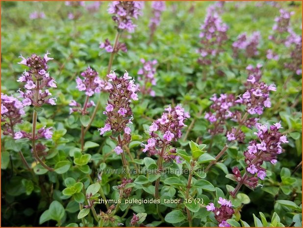 Thymus pulegioides 'Tabor' | Grote tijm, Tijm | Feld-Thymian