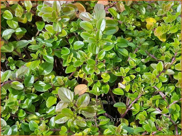 Thymus pulegioides 'Tabor' | Grote tijm, Tijm | Feld-Thymian