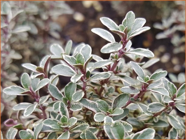 Thymus vulgaris 'Silver Posie' | Kruiptijm, Tijm | Echter Thymian