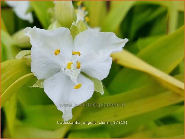 Tradescantia 'Angelic Charm' | Eendagsbloem, Vaderplant, Matrozensla | Dreimasterblume