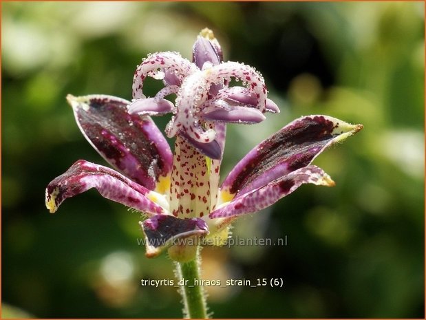 Tricyrtis 'Dr. Hiraos Strain' | Armeluisorchidee, Paddenlelie | Krötenlilie