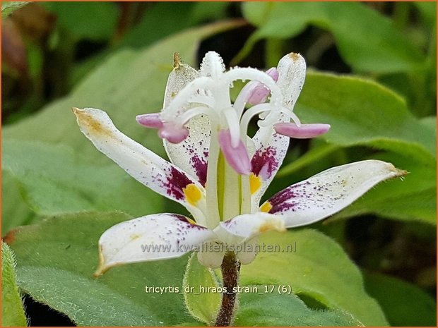 Tricyrtis 'Dr. Hiraos Strain' | Armeluisorchidee, Paddenlelie | Krötenlilie