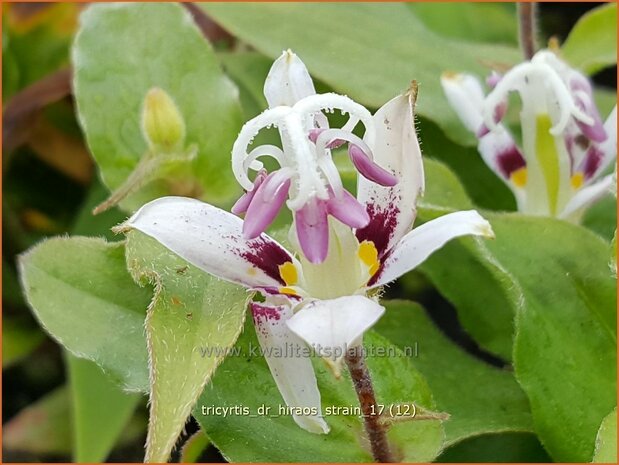 Tricyrtis 'Dr. Hiraos Strain' | Armeluisorchidee, Paddenlelie | Krötenlilie