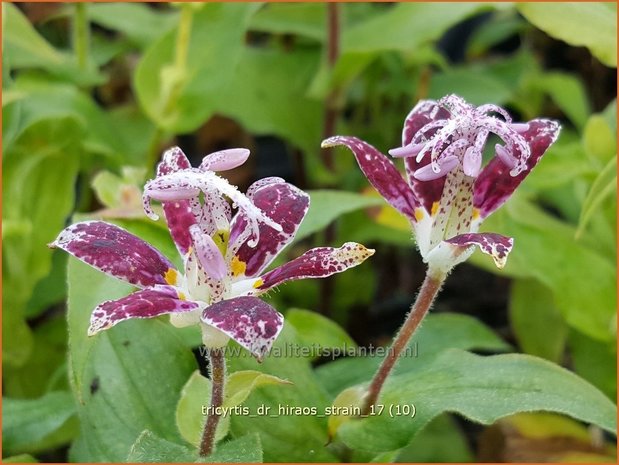 Tricyrtis 'Dr. Hiraos Strain' | Armeluisorchidee, Paddenlelie | Krötenlilie