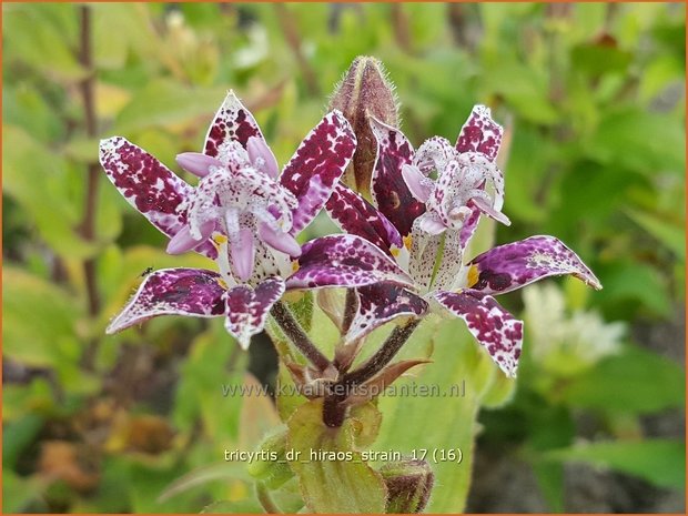 Tricyrtis 'Dr. Hiraos Strain' | Armeluisorchidee, Paddenlelie | Krötenlilie