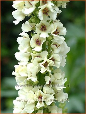 Verbascum nigrum 'Album' | Zwarte toorts, Toorts | Dunkle Königskerze