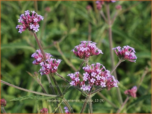 Verbena bonariensis 'Lollipop' | IJzerhard | Hohes Eisenkraut