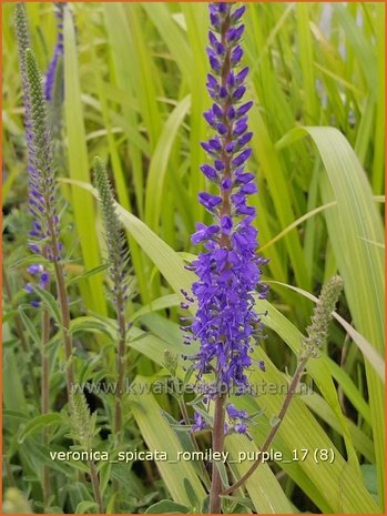 Veronica spicata 'Romiley Purple' | Aarereprijs, Ereprijs | Ähren-Ehrenpreis