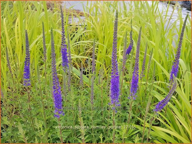 Veronica spicata 'Romiley Purple' | Aarereprijs, Ereprijs | Ähren-Ehrenpreis