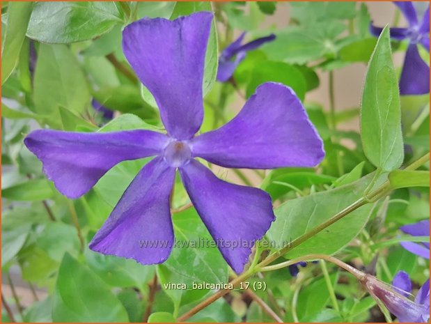 Vinca balcanica | Maagdenpalm | Balkan-Immergrün