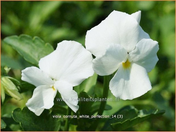 Viola cornuta 'White Perfection' | Hoornviooltje, Viooltje | Hornveilchen