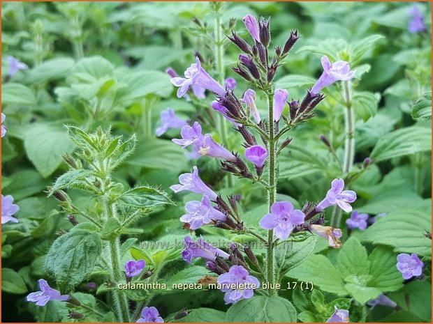 Calamintha nepeta 'Marvelette Blue' | Bergsteentijm, Steentijm | Kleinblütige Bergminze