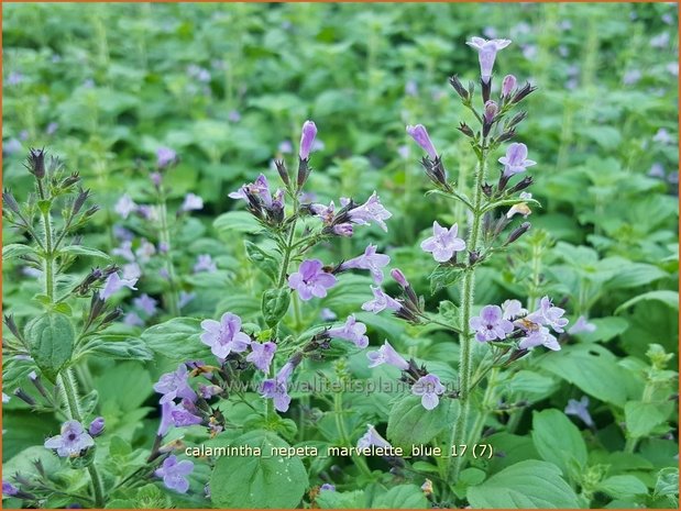 Calamintha nepeta 'Marvelette Blue' | Bergsteentijm, Steentijm | Kleinblütige Bergminze