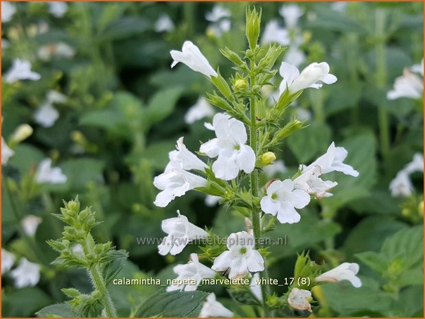 Calamintha nepeta 'Marvelette White' | Bergsteentijm, Steentijm | Kleinblütige Bergminze