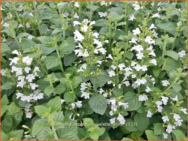 Calamintha nepeta 'Marvelette White' | Bergsteentijm, Steentijm | Kleinblütige Bergminze