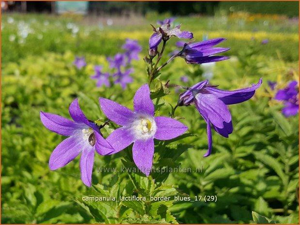 Campanula lactiflora 'Border Blues' | Klokjesbloem | Dolden-Glockenblume