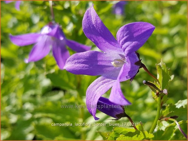 Campanula lactiflora 'Border Blues' | Klokjesbloem | Dolden-Glockenblume