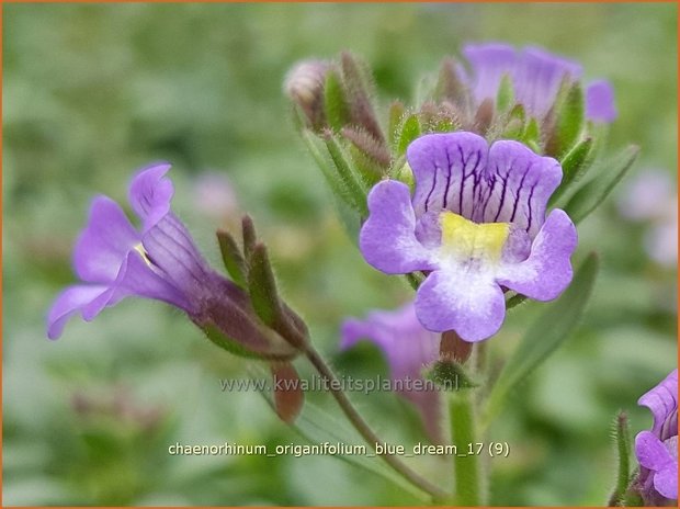 Chaenorhinum origanifolium 'Blue Dream' | Marjoleinbekje, Dwergleeuwenbek, Kierleeuwenbek | Dostblättriger Orant