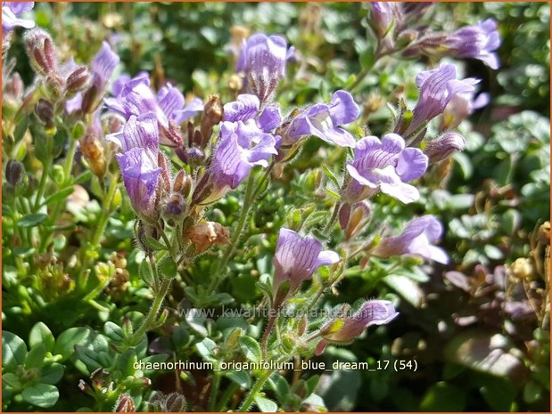 Chaenorhinum origanifolium 'Blue Dream' | Marjoleinbekje, Dwergleeuwenbek, Kierleeuwenbek | Dostblättriger Orant