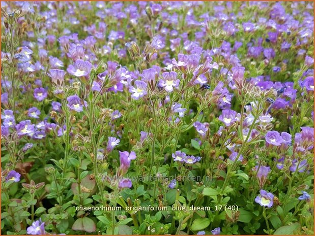 Chaenorhinum origanifolium 'Blue Dream' | Marjoleinbekje, Dwergleeuwenbek, Kierleeuwenbek | Dostblättriger Orant