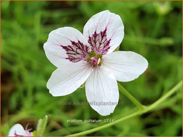 Erodium guttatum | Reigersbek | Getupfter Reiherschnabel