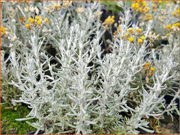 Helichrysum italicum 'Dwarf Curry' | Kerrieplant, Strobloem | Italienische Strohblume