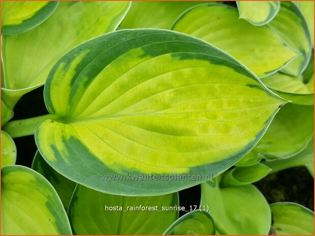 Hosta 'Rainforest Sunrise' | Hosta, Hartlelie, Funkia | Funkie