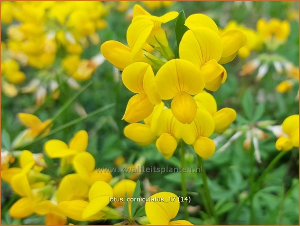 Lotus corniculatus | Rolklaver | Hornklee