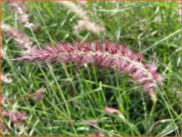 Pennisetum orientale 'Flamingo' | Lampenpoetsersgras, Borstelveergras | Orientalisches Lampenputzergras