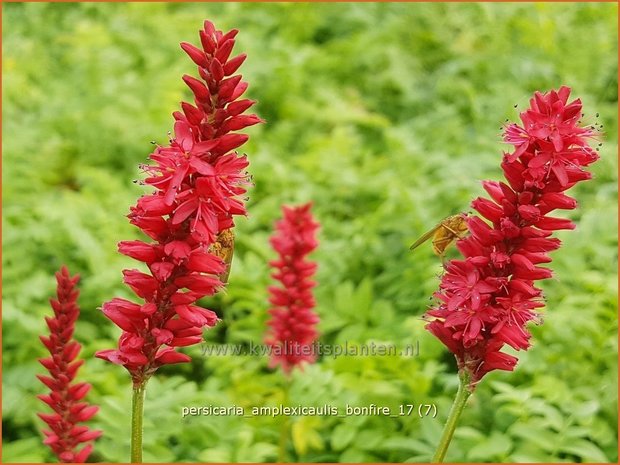 Persicaria amplexicaulis 'Bonfire' | Adderwortel, Duizendknoop | Kerzenknöterich