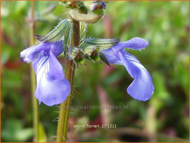 Salvia forreri | Salie, Salvia | Salbei