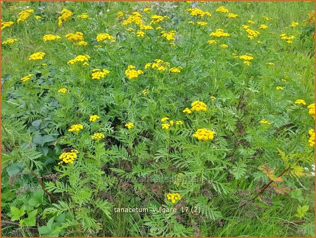 Tanacetum vulgare | Boerenwormkruid, Wormkruid | Gewöhnlicher Rainfarn